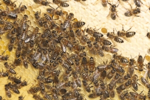 Honigmacherinnen bei der Arbeit